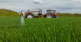 LEXIS 3800 munkában egy takarmányrépa-táblában