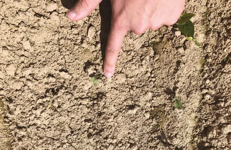 gazkezdemények nőnek ki a talajból