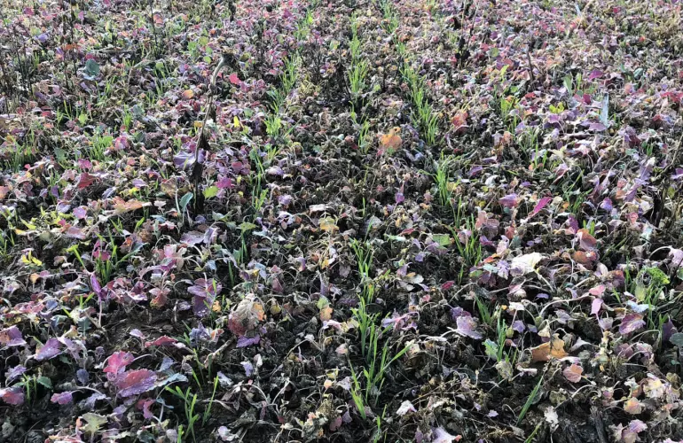 Seeding a multi-species cover crop with the AUROCK seed drill and SH hopper
