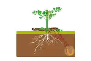 scientific illustration of biofumigation effect on pests