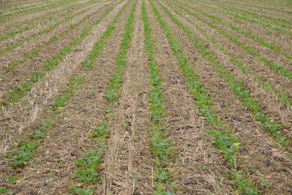 De nombreux paramètres rentrent en compte pour la réussite des cultures en Strip Till