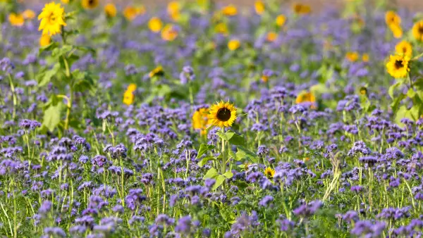 Takarónövény fénykép